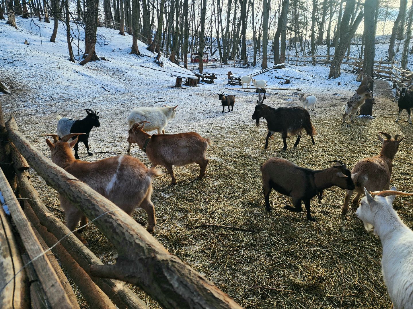пущино, серпухов, животные, зоопарк, зима в подмосковье,