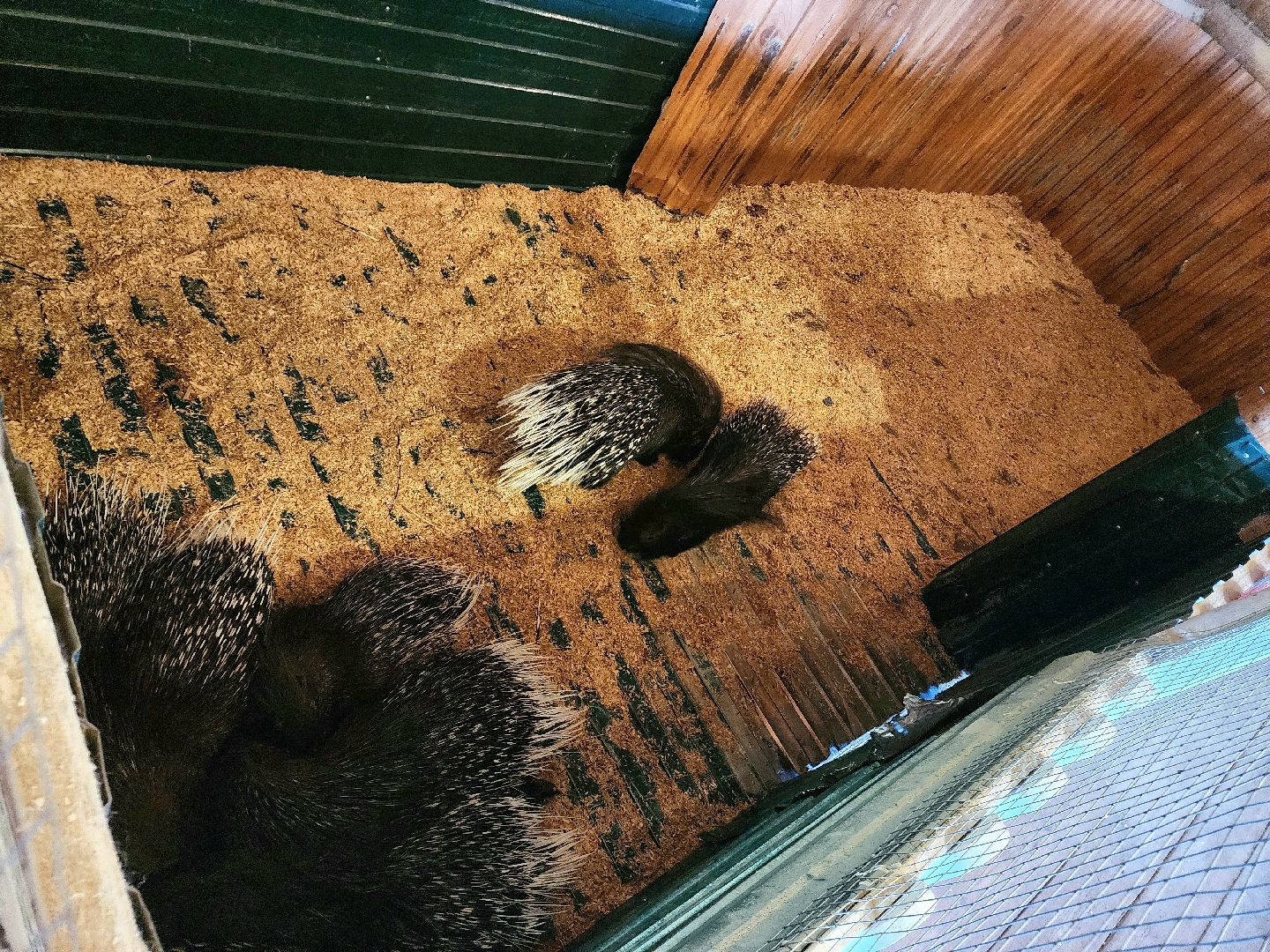 пущино, серпухов, животные, зоопарк, зима в подмосковье,