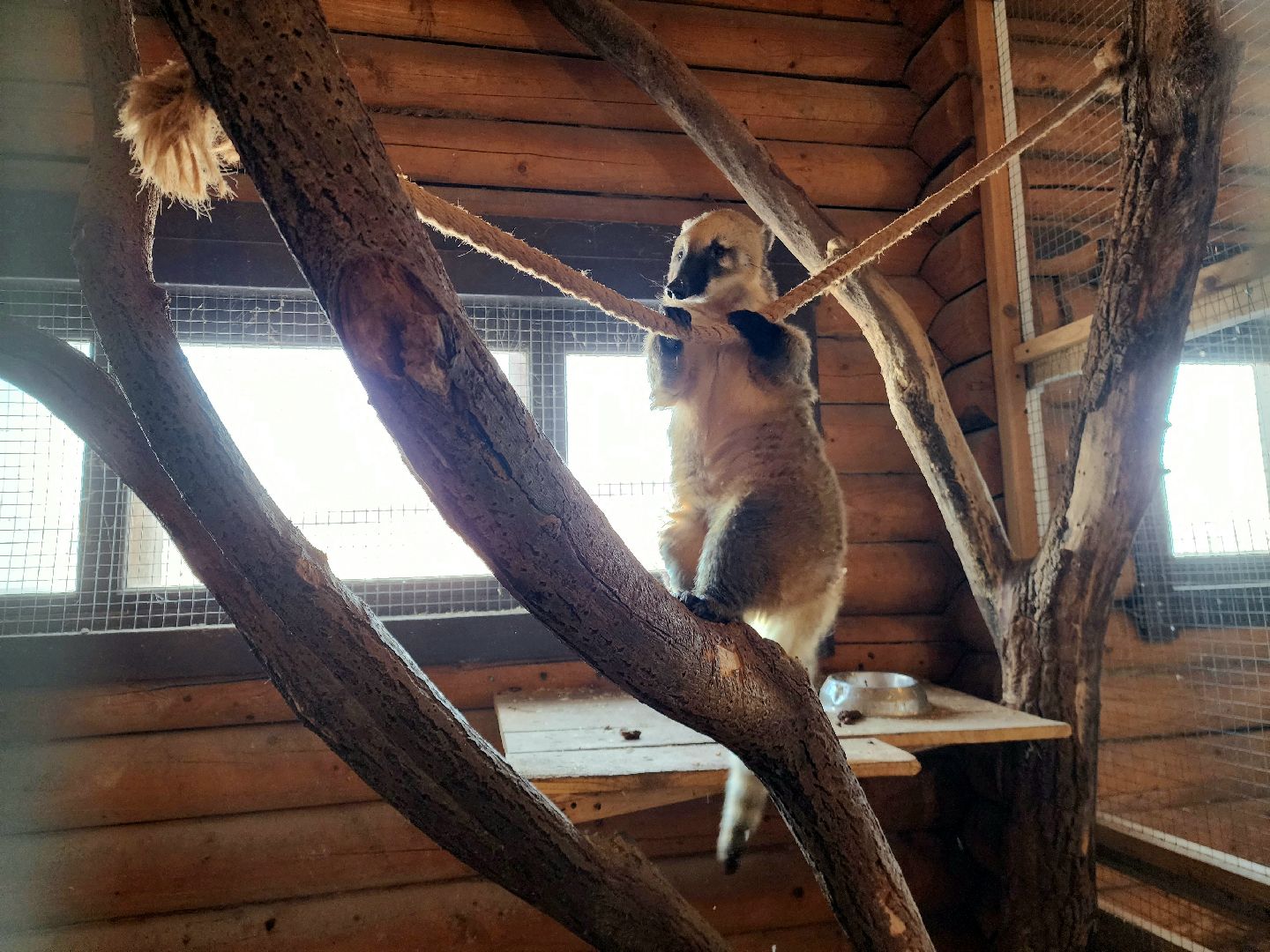 пущино, серпухов, животные, зоопарк, зима в подмосковье,