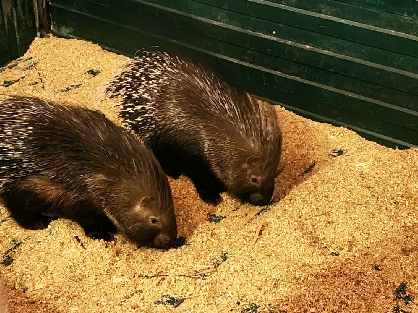 пущино, серпухов, животные, зоопарк, зима в подмосковье,