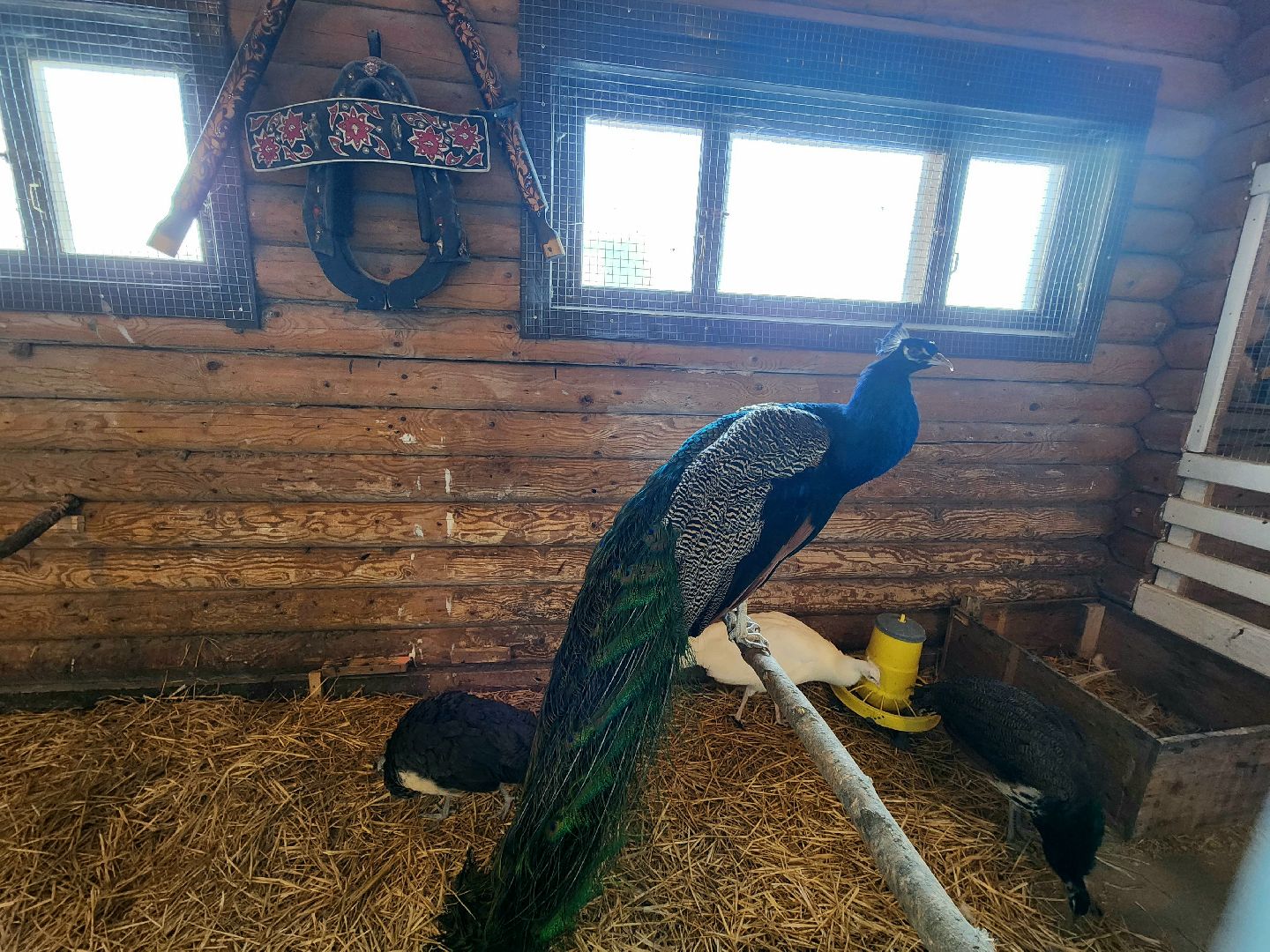 пущино, серпухов, животные, зоопарк, зима в подмосковье,