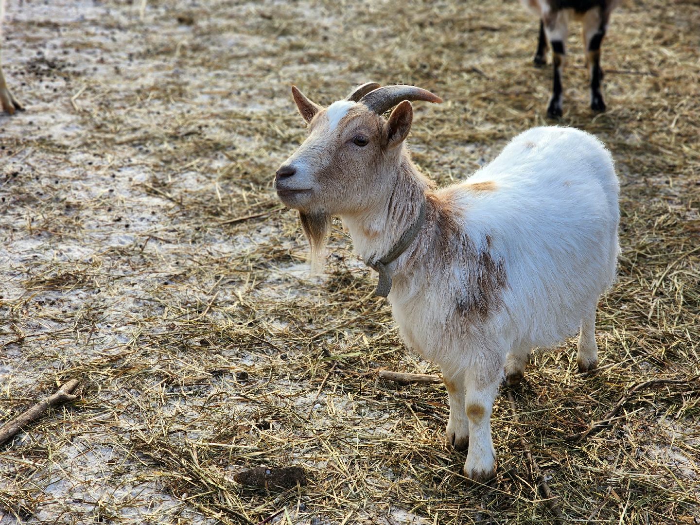 пущино, серпухов, животные, зоопарк, зима в подмосковье,