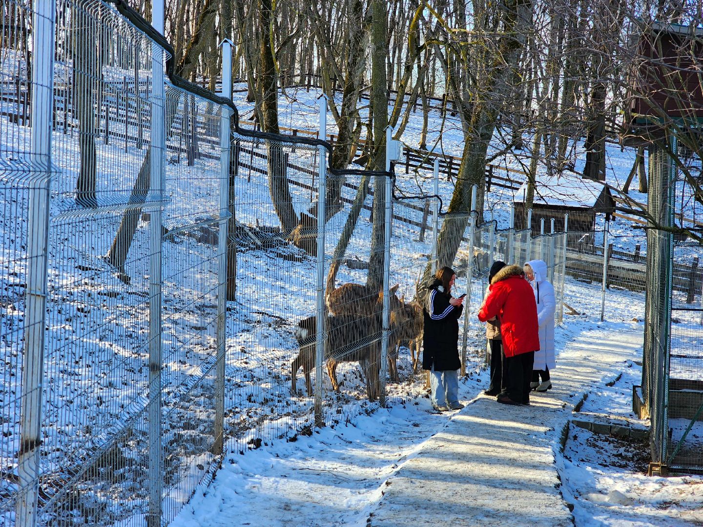 пущино, серпухов, животные, зоопарк, зима в подмосковье,