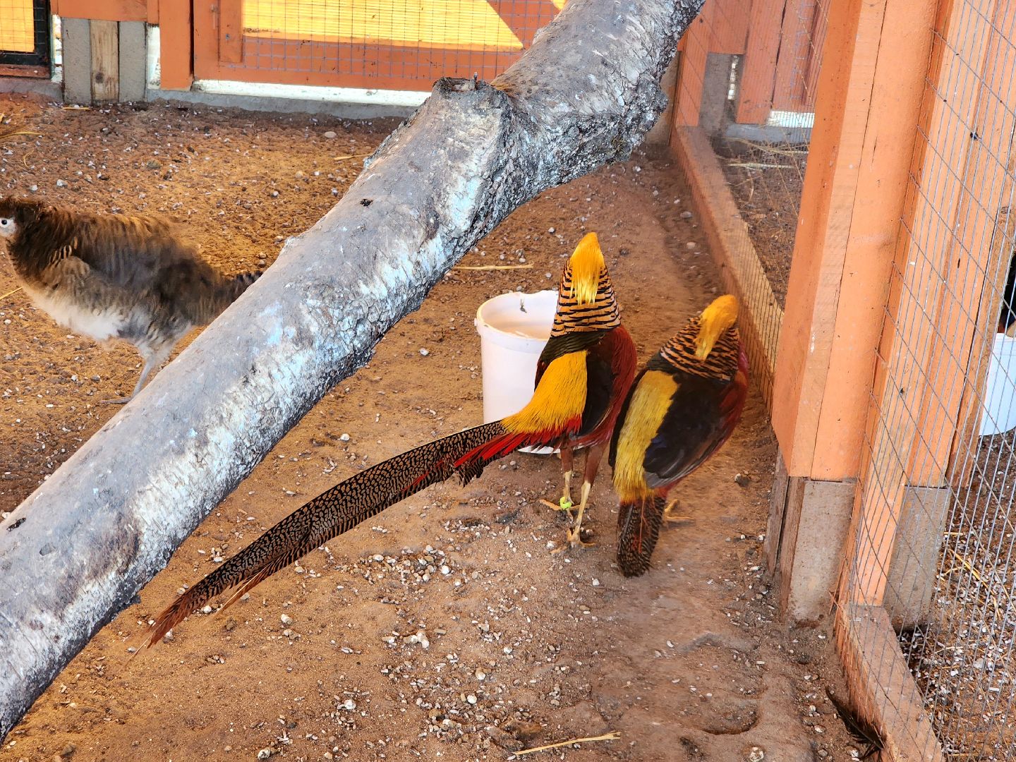 пущино, серпухов, животные, зоопарк, зима в подмосковье,