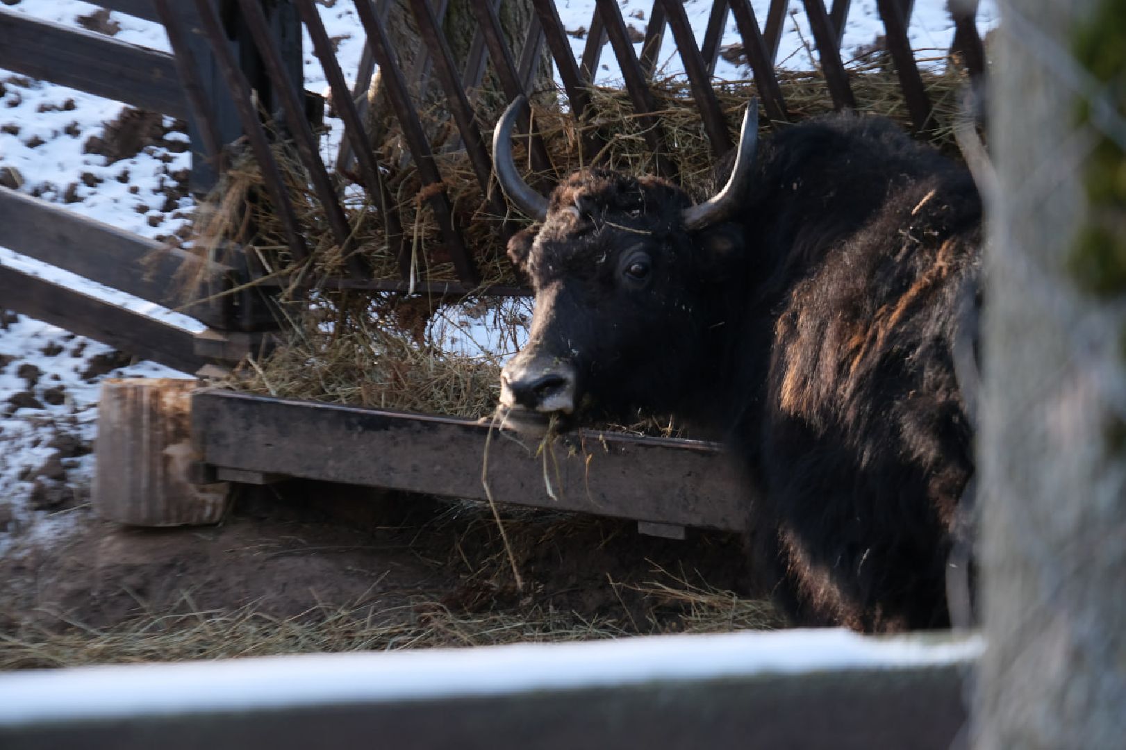 пущино, серпухов, животные, зоопарк, зима в подмосковье,