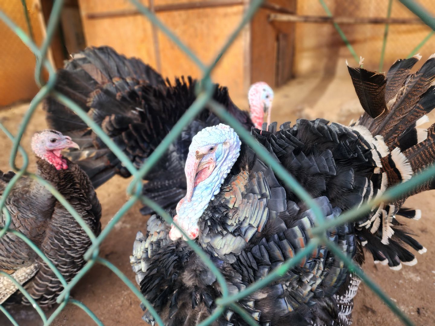 пущино, серпухов, животные, зоопарк, зима в подмосковье,