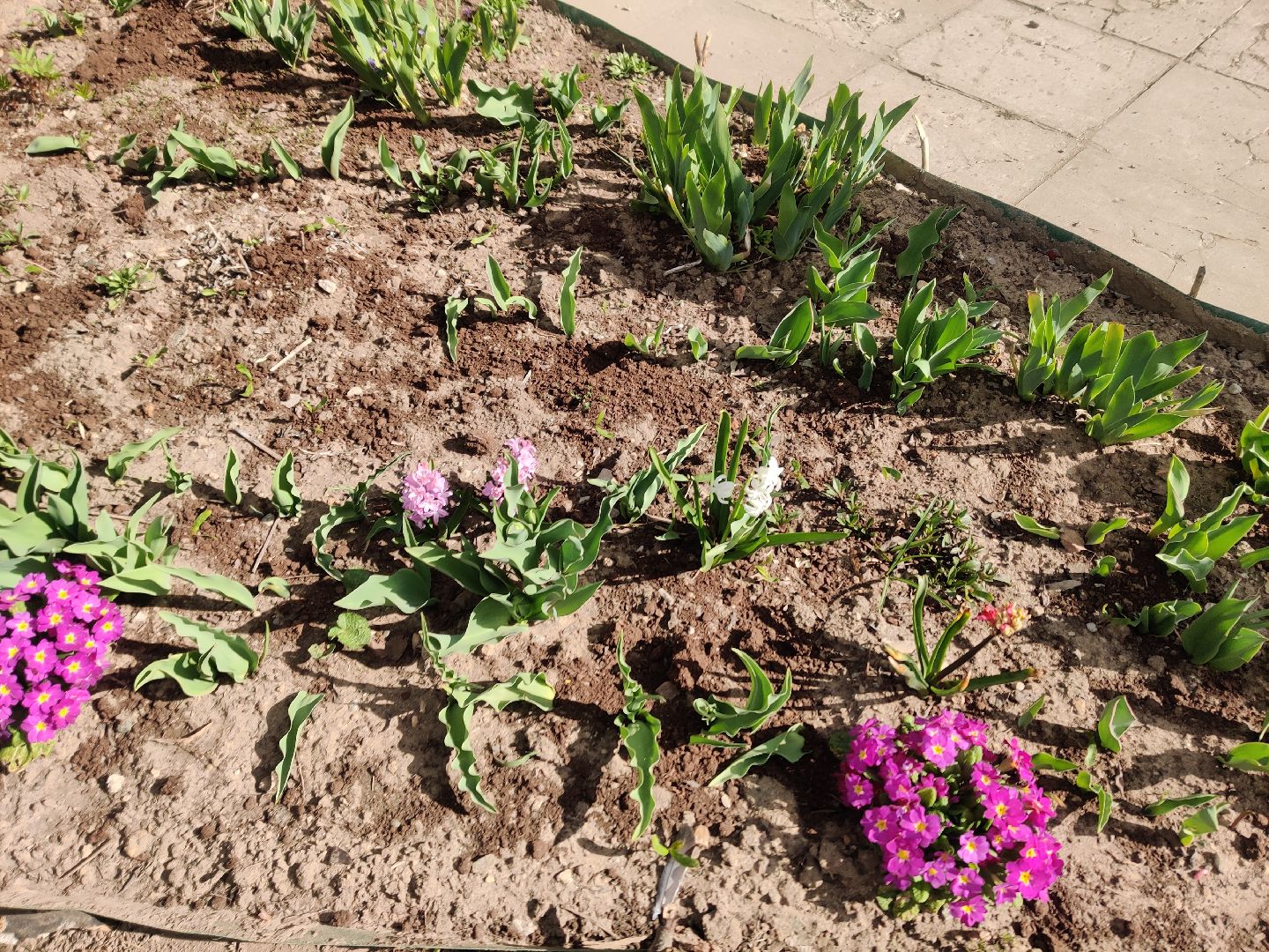 Красноармейск, Пушкинский, клумбы, субботник, весенние цветы