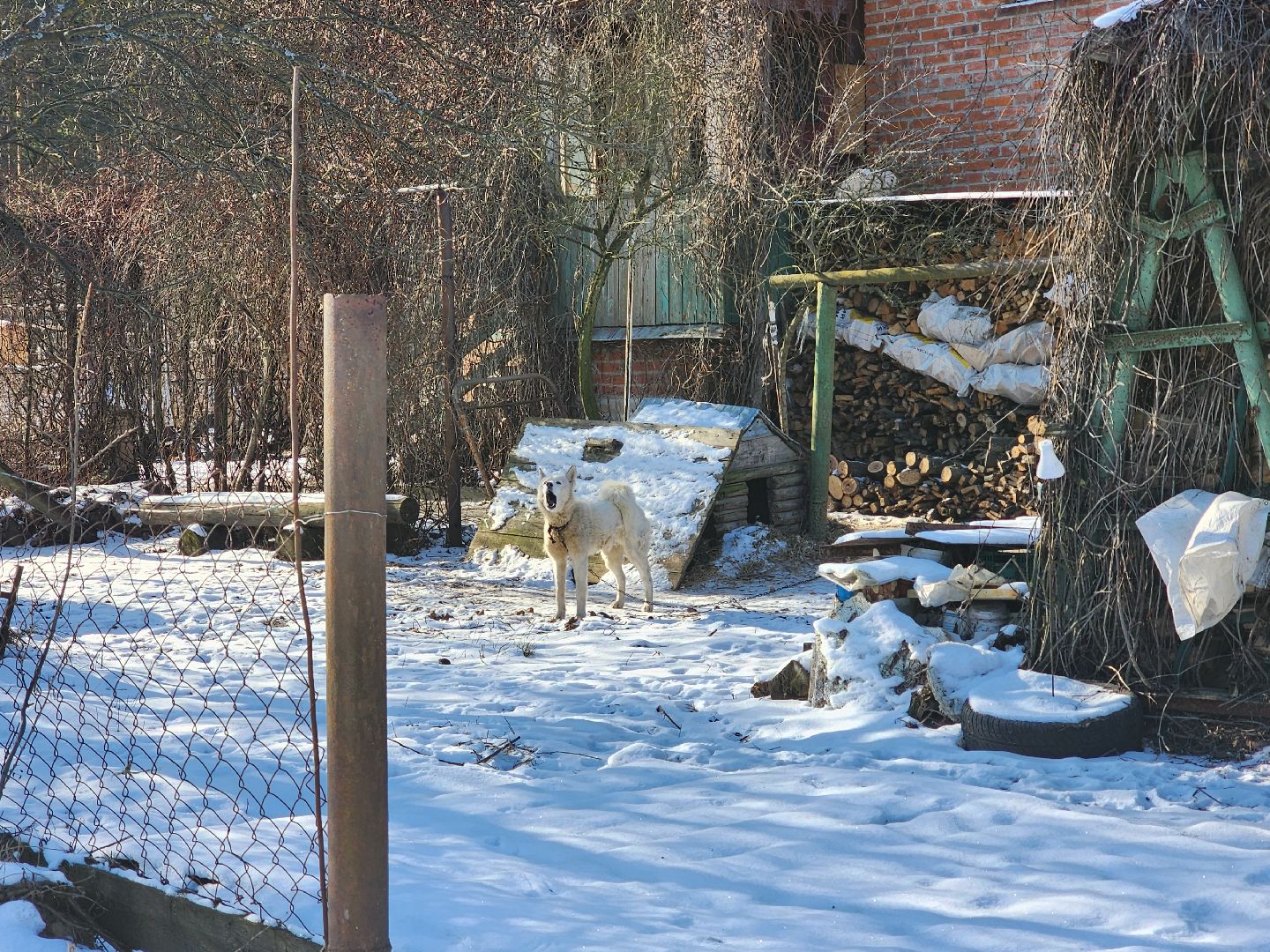 лес, животные, шатура, вертикалки,