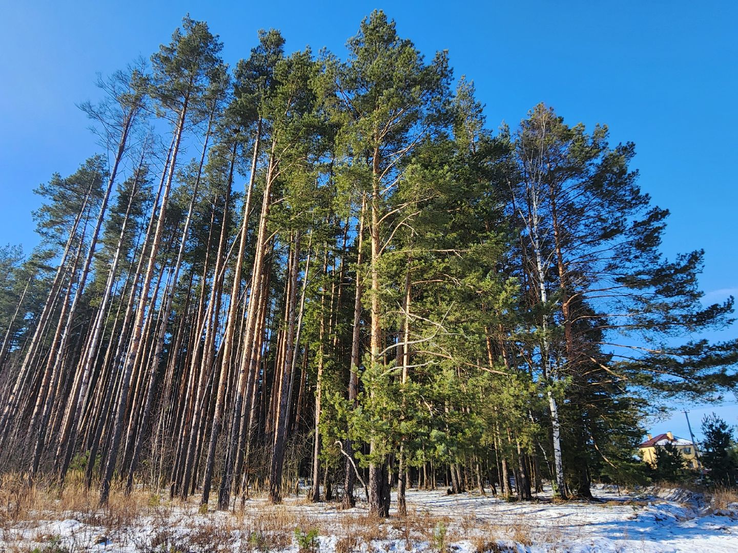 лес, животные, шатура, вертикалки,