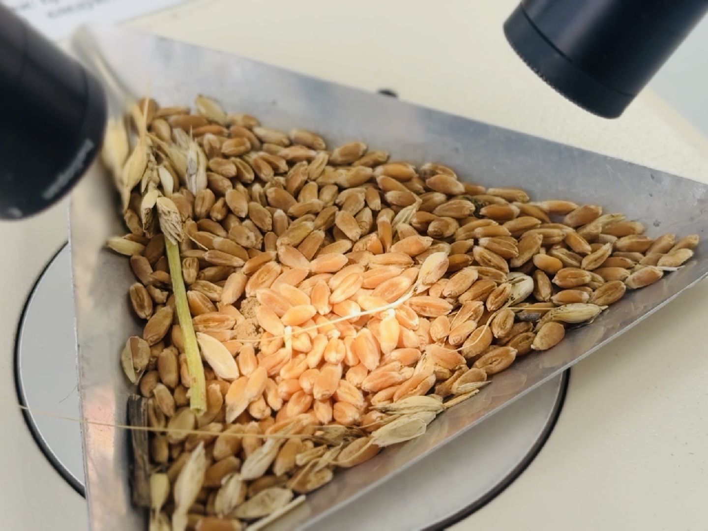 раменское, быково, биология, наука, лауреат,