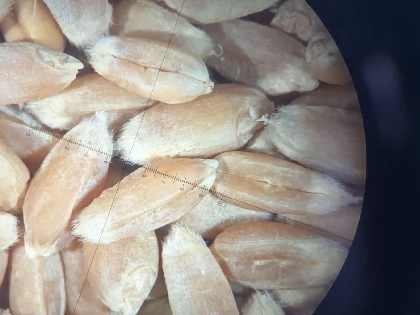 раменское, быково, биология, наука, лауреат,