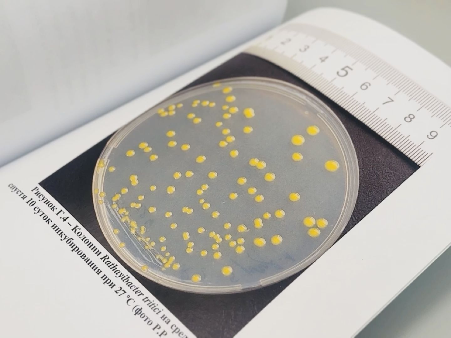 раменское, быково, биология, наука, лауреат,