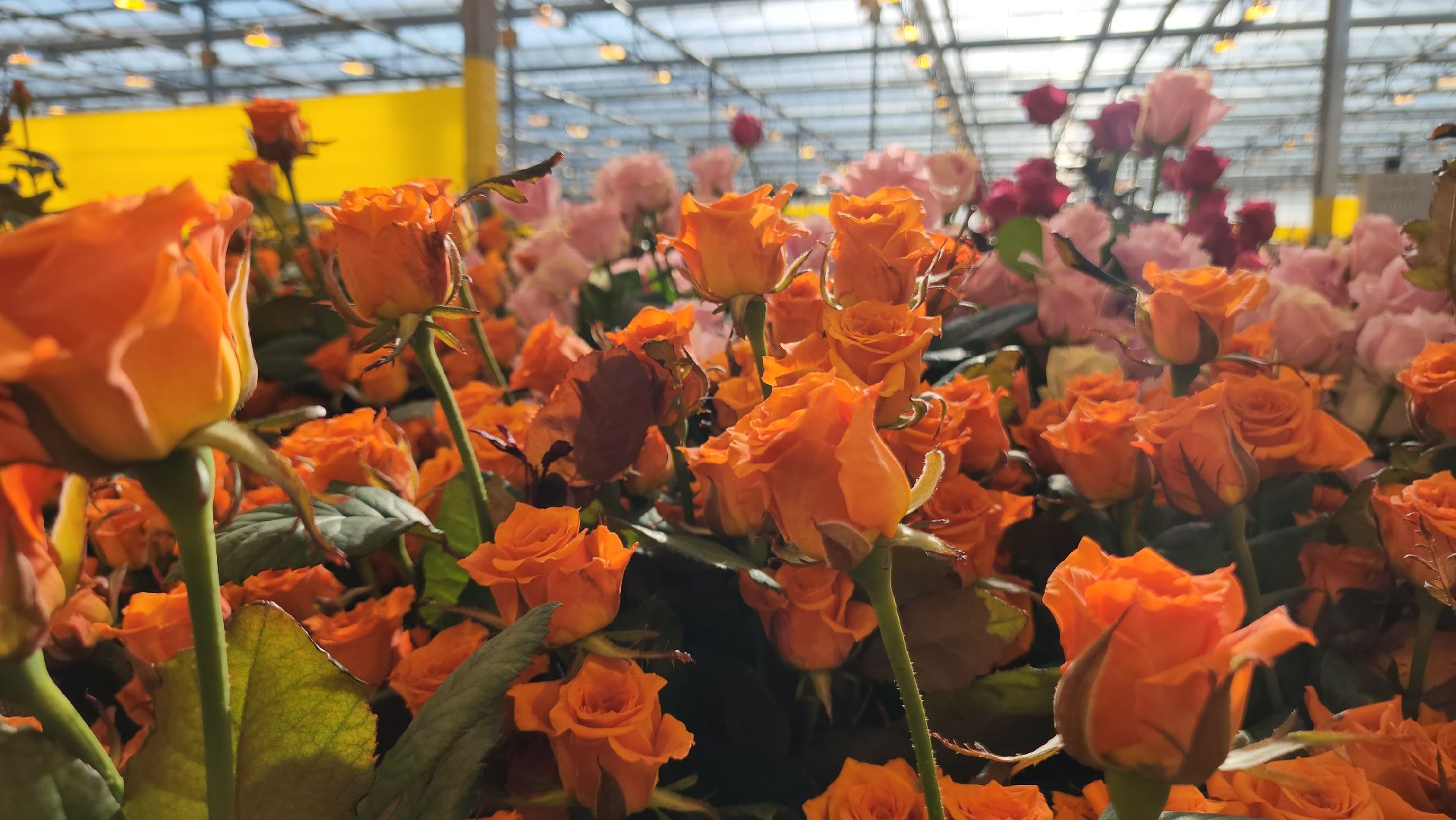 ступино, день победы, ура победе,