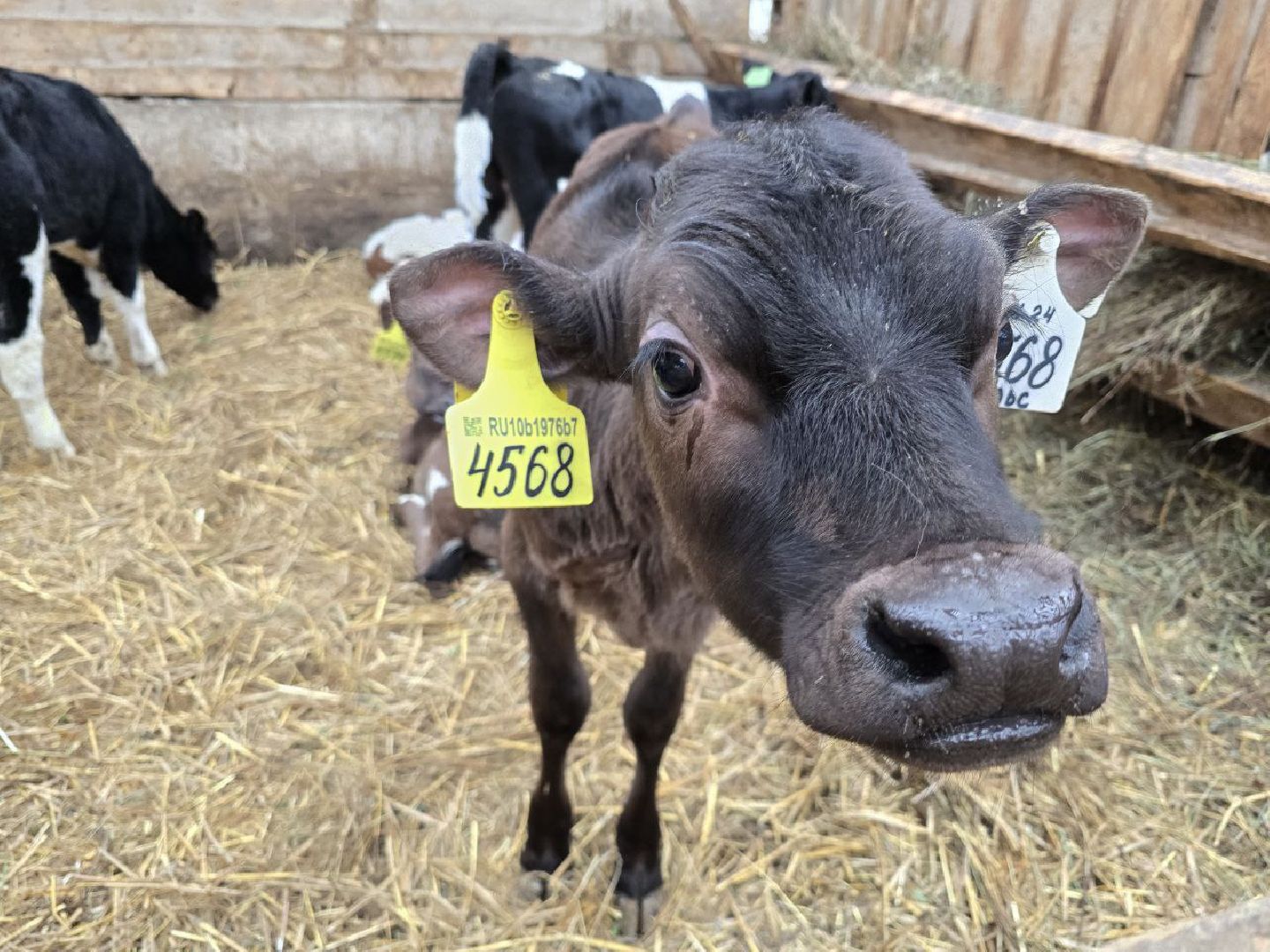 можайск, можайский муниципальный округ, подмосковье, сельское хозяйство, коровы, крупный рогатый скот, животноводство, агропредприятие, совхоз,
