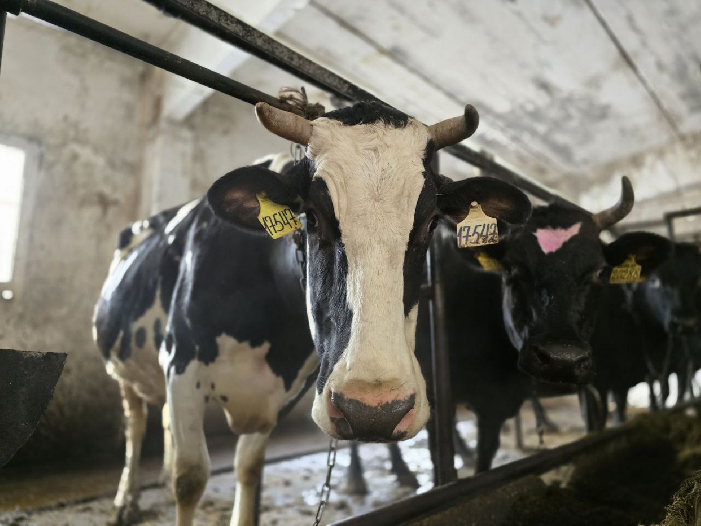 можайск, можайский муниципальный округ, подмосковье, сельское хозяйство, коровы, крупный рогатый скот, животноводство, агропредприятие, совхоз,