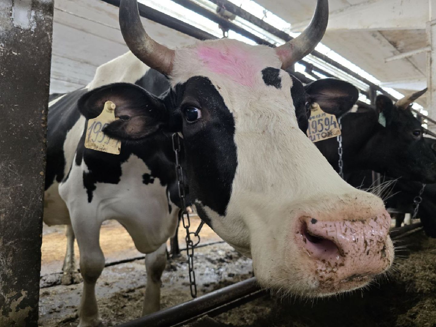 можайск, можайский муниципальный округ, подмосковье, сельское хозяйство, коровы, крупный рогатый скот, животноводство, агропредприятие, совхоз,
