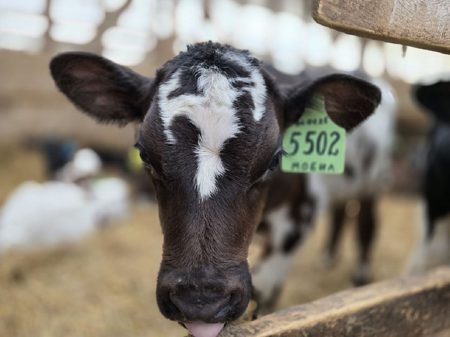 можайск, можайский муниципальный округ, подмосковье, сельское хозяйство, коровы, крупный рогатый скот, животноводство, агропредприятие, совхоз,