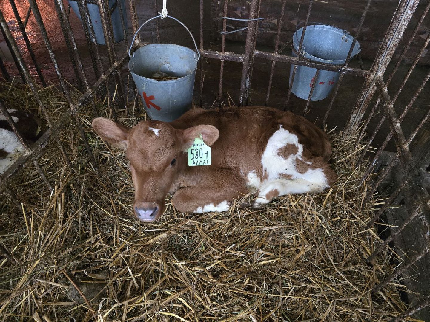 можайск, можайский муниципальный округ, подмосковье, сельское хозяйство, коровы, крупный рогатый скот, животноводство, агропредприятие, совхоз,