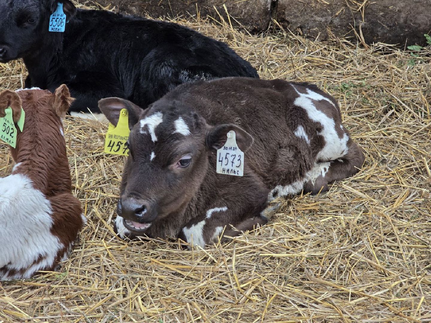 можайск, можайский муниципальный округ, подмосковье, сельское хозяйство, коровы, крупный рогатый скот, животноводство, агропредприятие, совхоз,