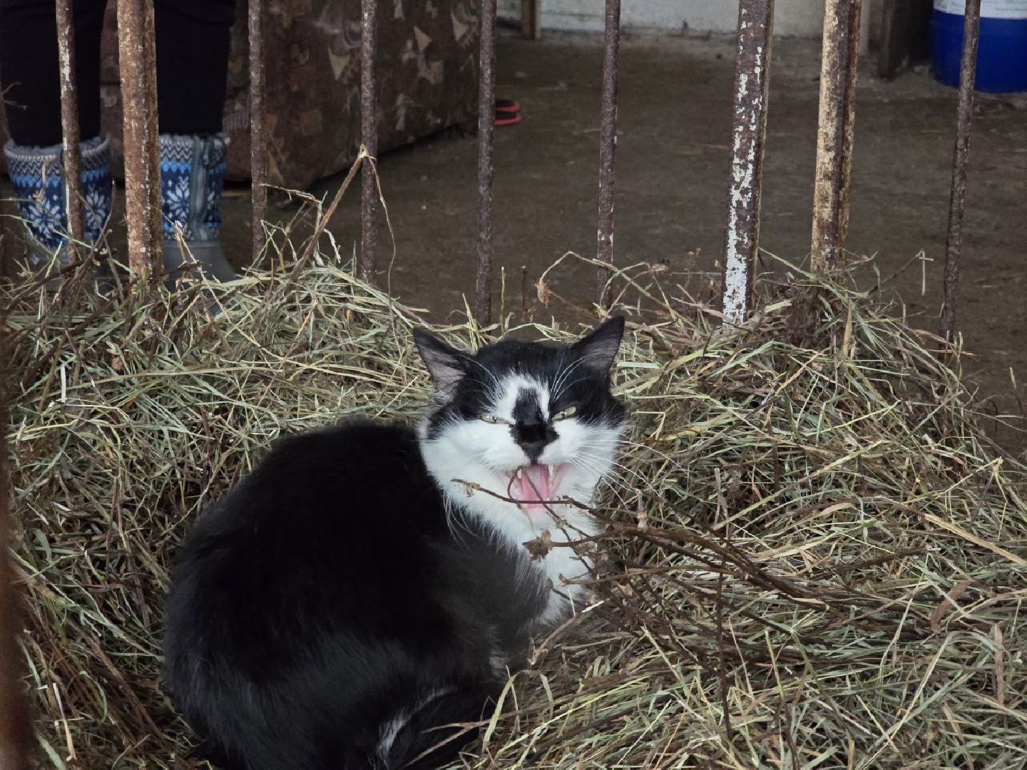 можайск, можайский муниципальный округ, подмосковье, сельское хозяйство, коровы, крупный рогатый скот, животноводство, агропредприятие, совхоз,