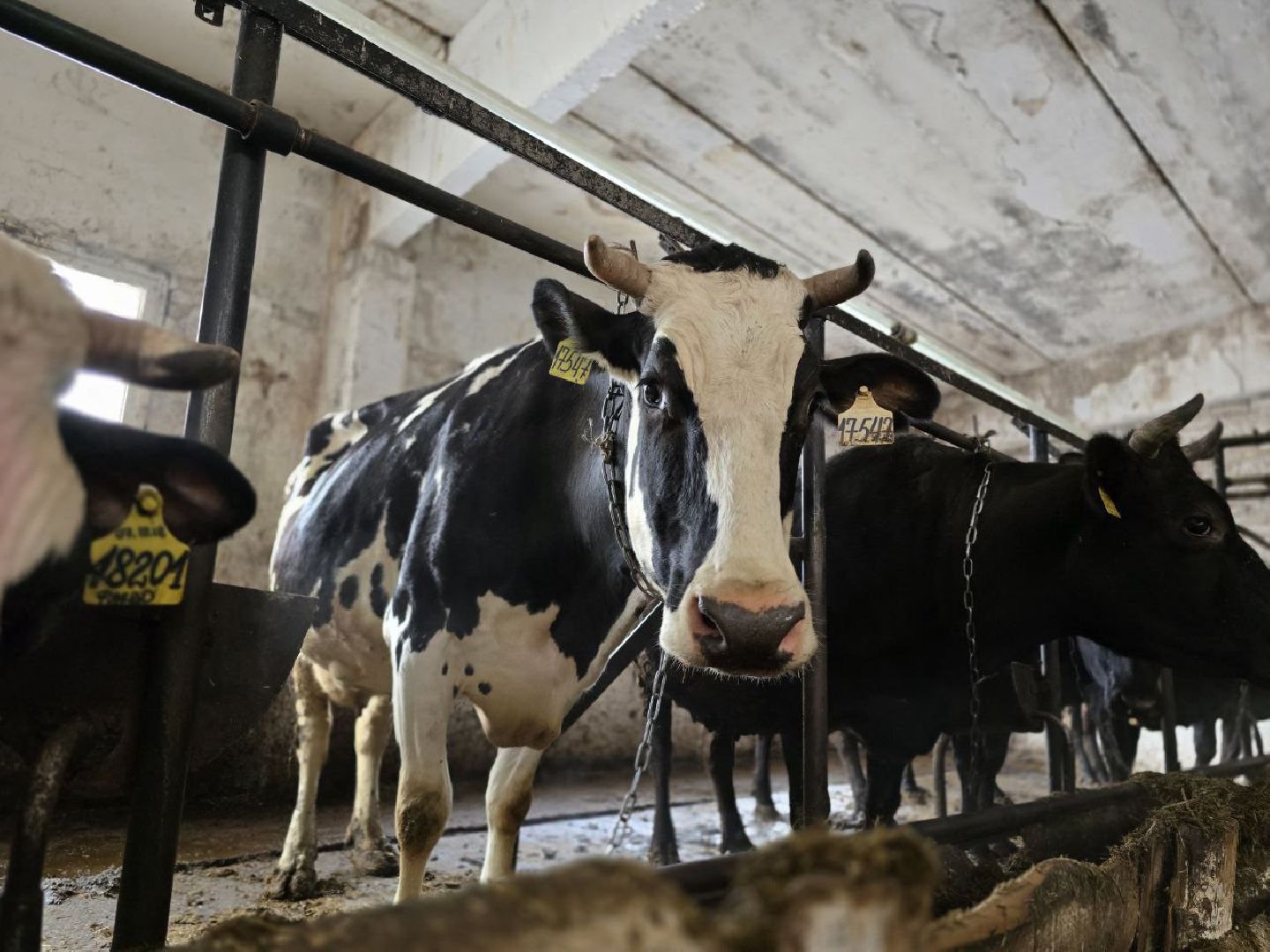 можайск, можайский муниципальный округ, подмосковье, сельское хозяйство, коровы, крупный рогатый скот, животноводство, агропредприятие, совхоз,