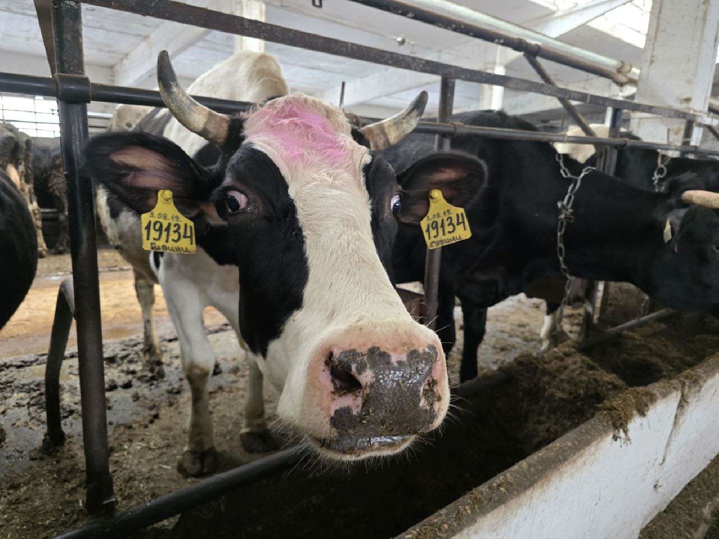 можайск, можайский муниципальный округ, подмосковье, сельское хозяйство, коровы, крупный рогатый скот, животноводство, агропредприятие, совхоз,