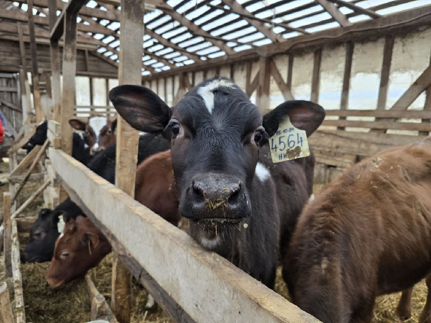можайск, можайский муниципальный округ, подмосковье, сельское хозяйство, коровы, крупный рогатый скот, животноводство, агропредприятие, совхоз,