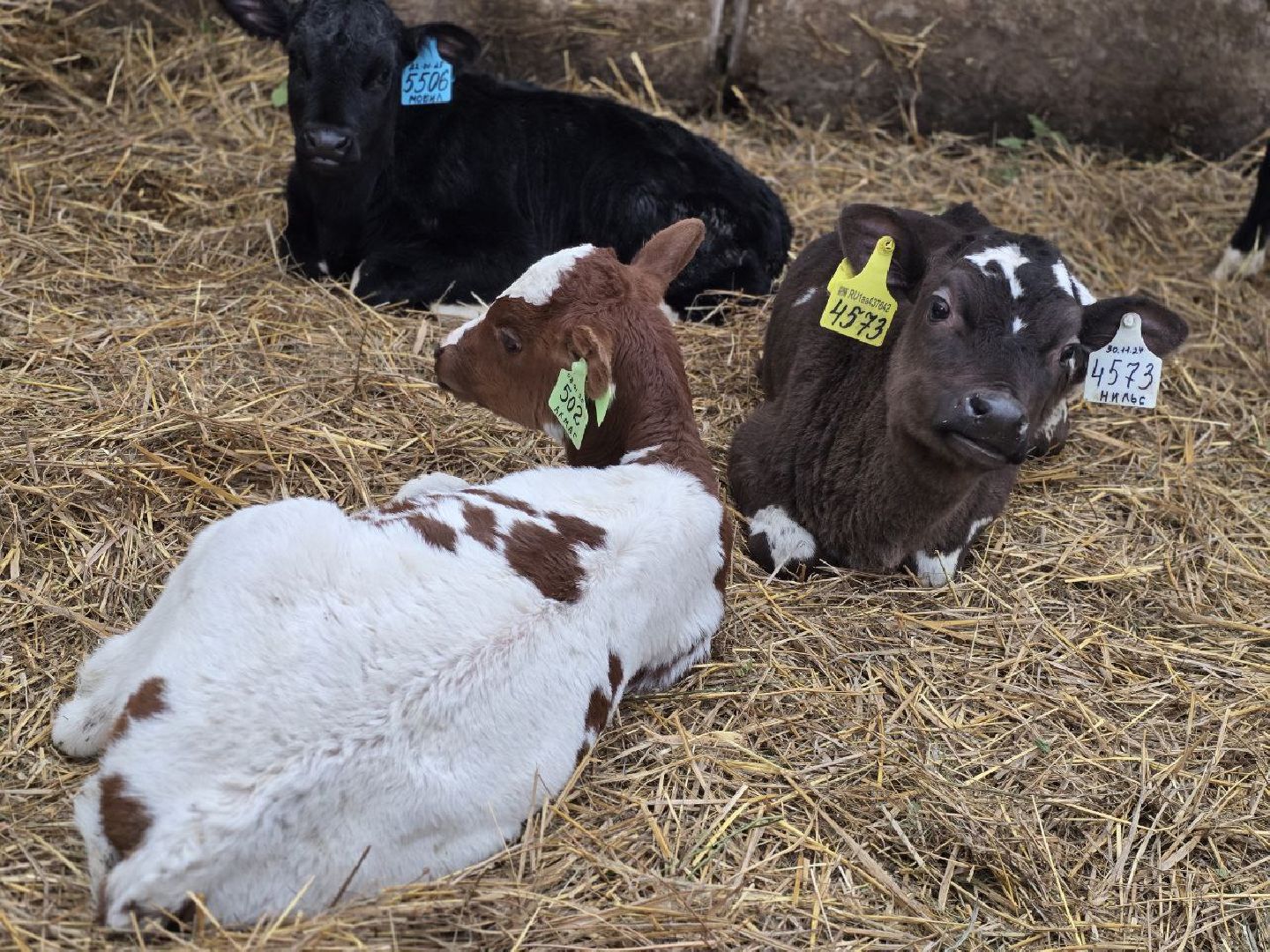 можайск, можайский муниципальный округ, подмосковье, сельское хозяйство, коровы, крупный рогатый скот, животноводство, агропредприятие, совхоз,