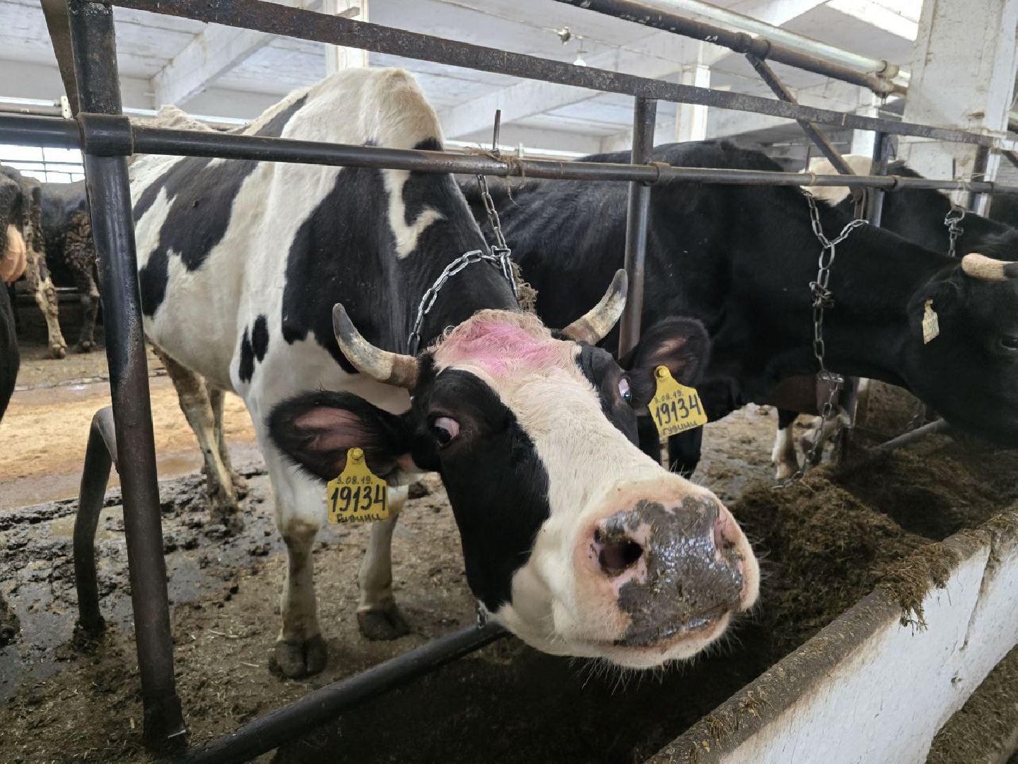 можайск, можайский муниципальный округ, подмосковье, сельское хозяйство, коровы, крупный рогатый скот, животноводство, агропредприятие, совхоз,