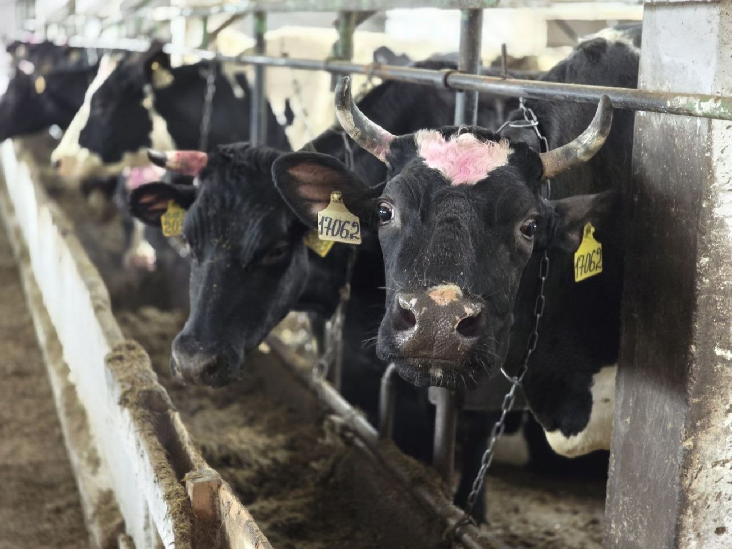 можайск, можайский муниципальный округ, подмосковье, сельское хозяйство, коровы, крупный рогатый скот, животноводство, агропредприятие, совхоз,