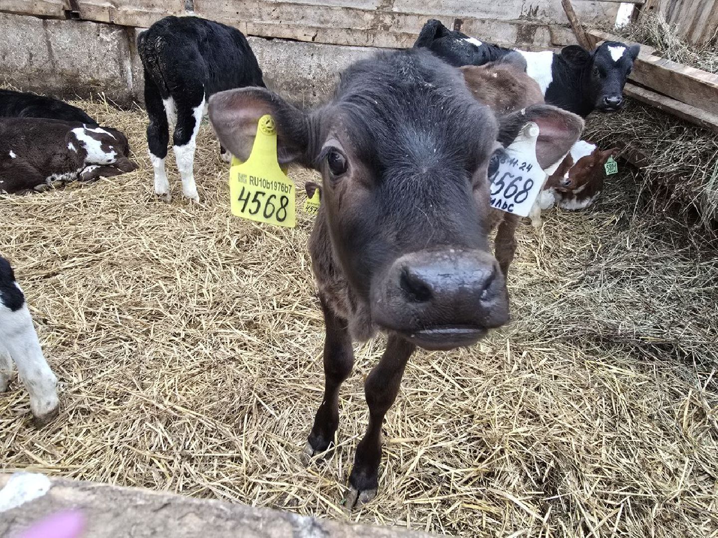 можайск, можайский муниципальный округ, подмосковье, сельское хозяйство, коровы, крупный рогатый скот, животноводство, агропредприятие, совхоз,
