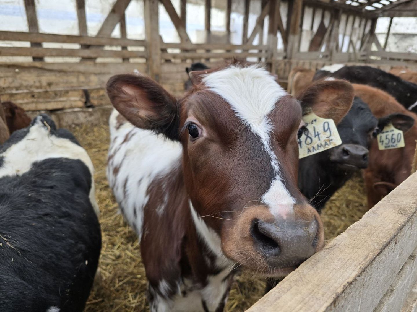 можайск, можайский муниципальный округ, подмосковье, сельское хозяйство, коровы, крупный рогатый скот, животноводство, агропредприятие, совхоз,