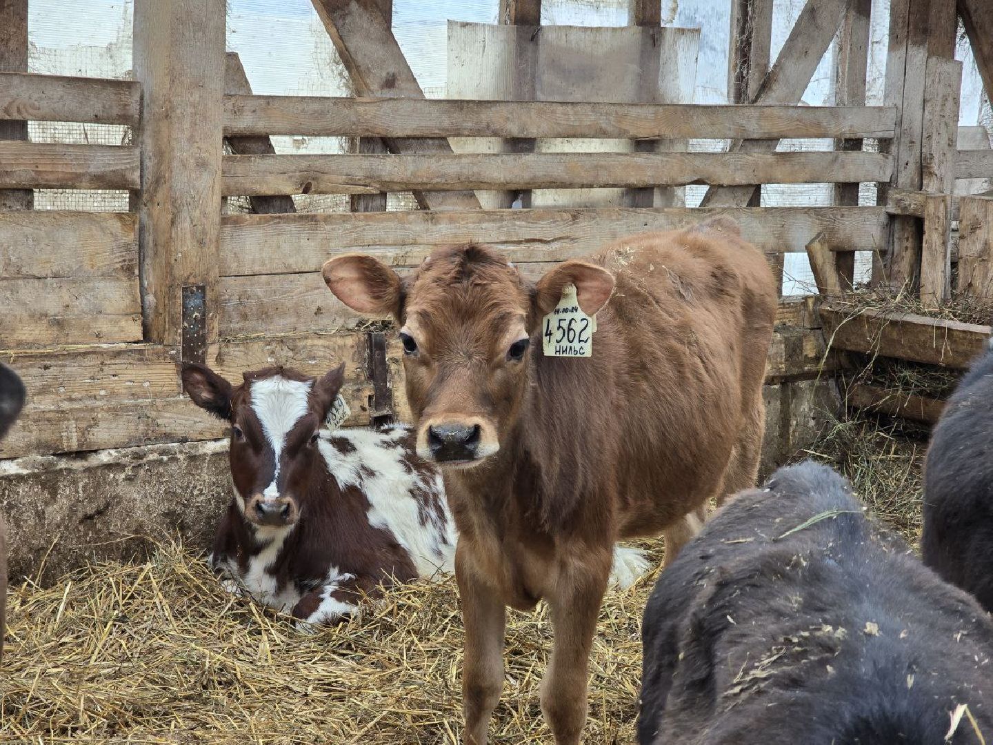 можайск, можайский муниципальный округ, подмосковье, сельское хозяйство, коровы, крупный рогатый скот, животноводство, агропредприятие, совхоз,
