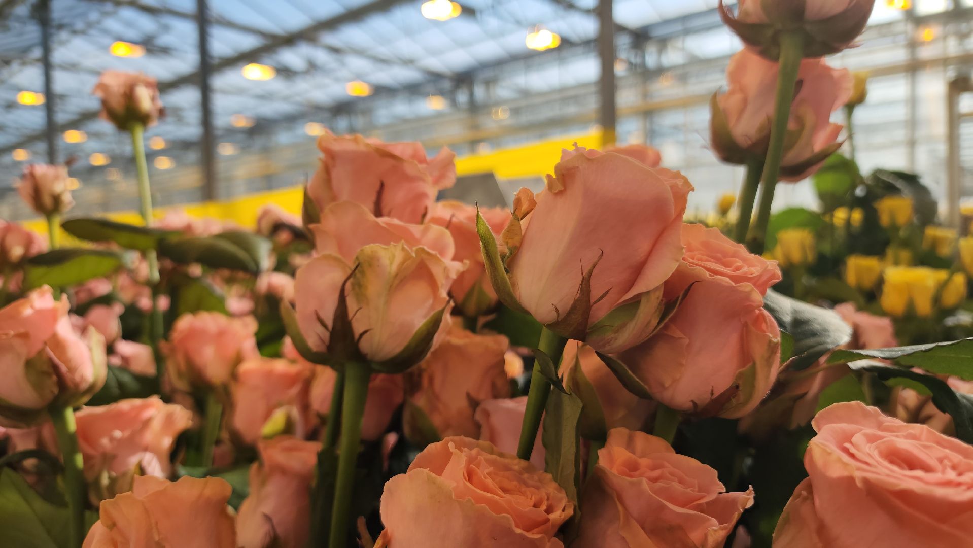 ступино, 8 марта, тепличный комплекс, экономика, вертикалки,