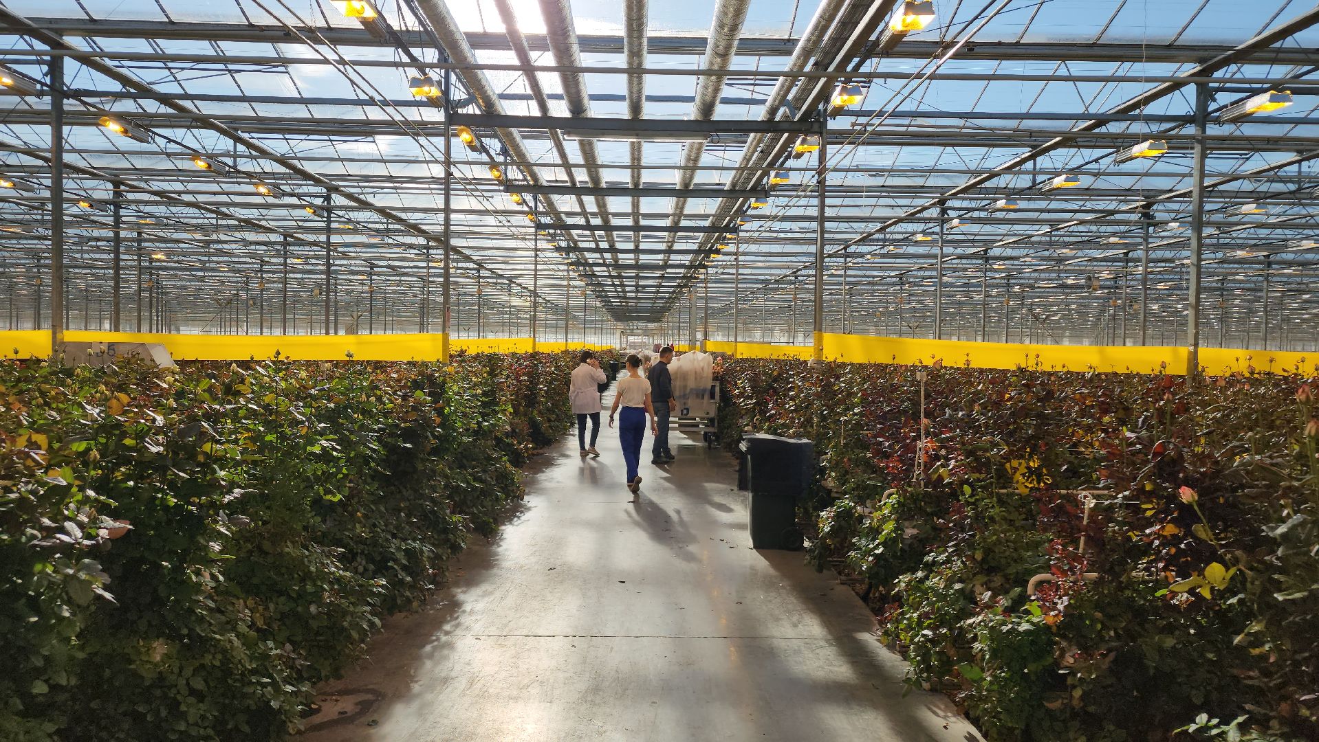 ступино, 8 марта, тепличный комплекс, экономика, вертикалки,