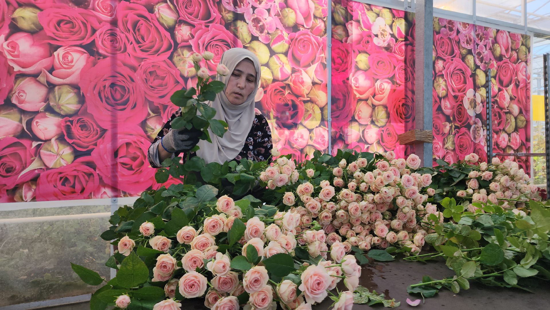 ступино, 8 марта, тепличный комплекс, экономика, вертикалки,