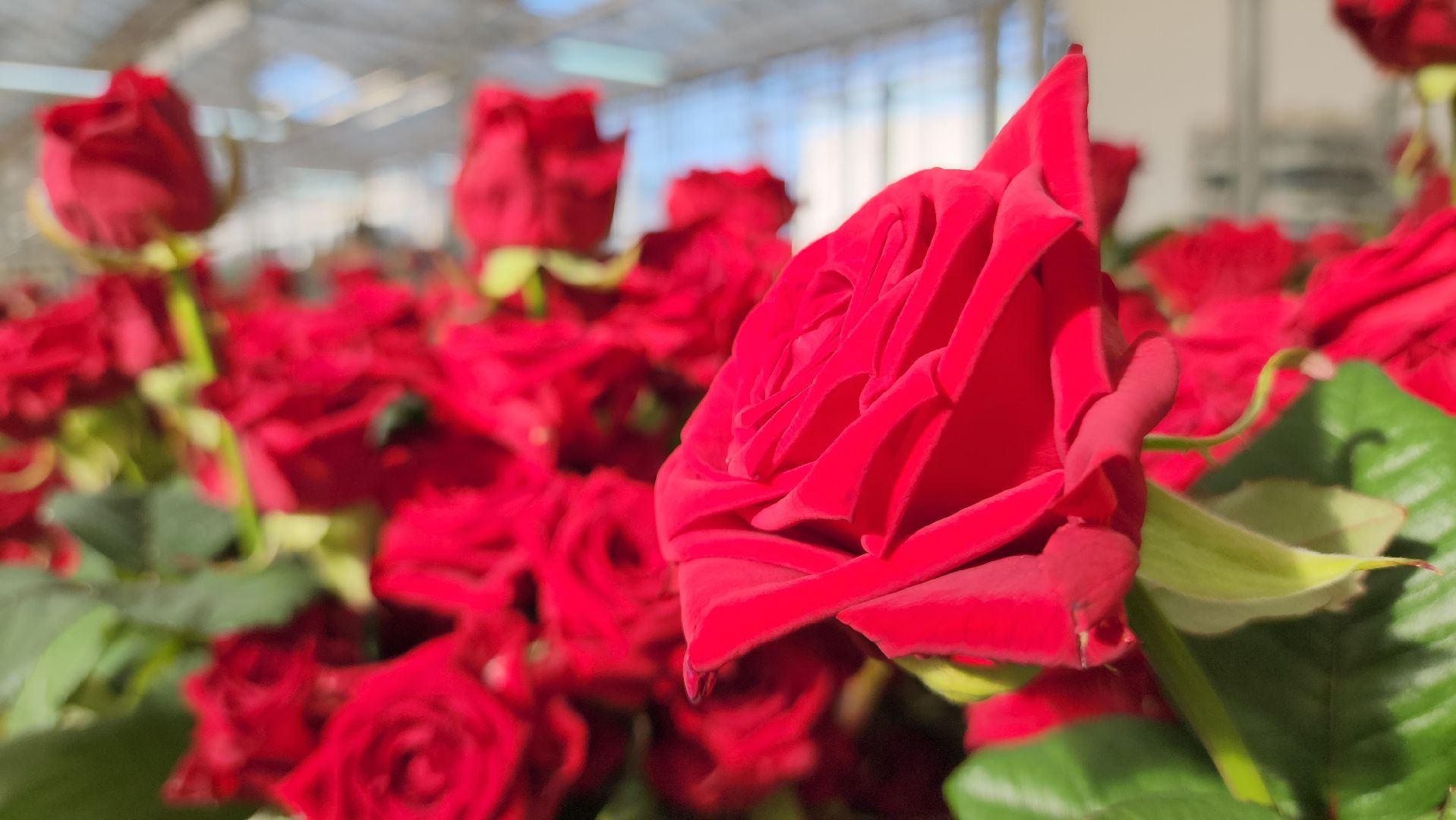 ступино, 8 марта, тепличный комплекс, экономика, вертикалки,