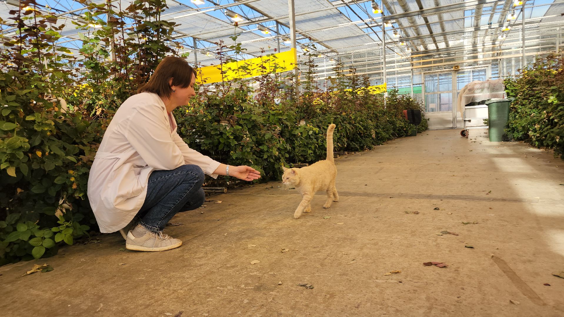 ступино, 8 марта, тепличный комплекс, экономика, вертикалки,