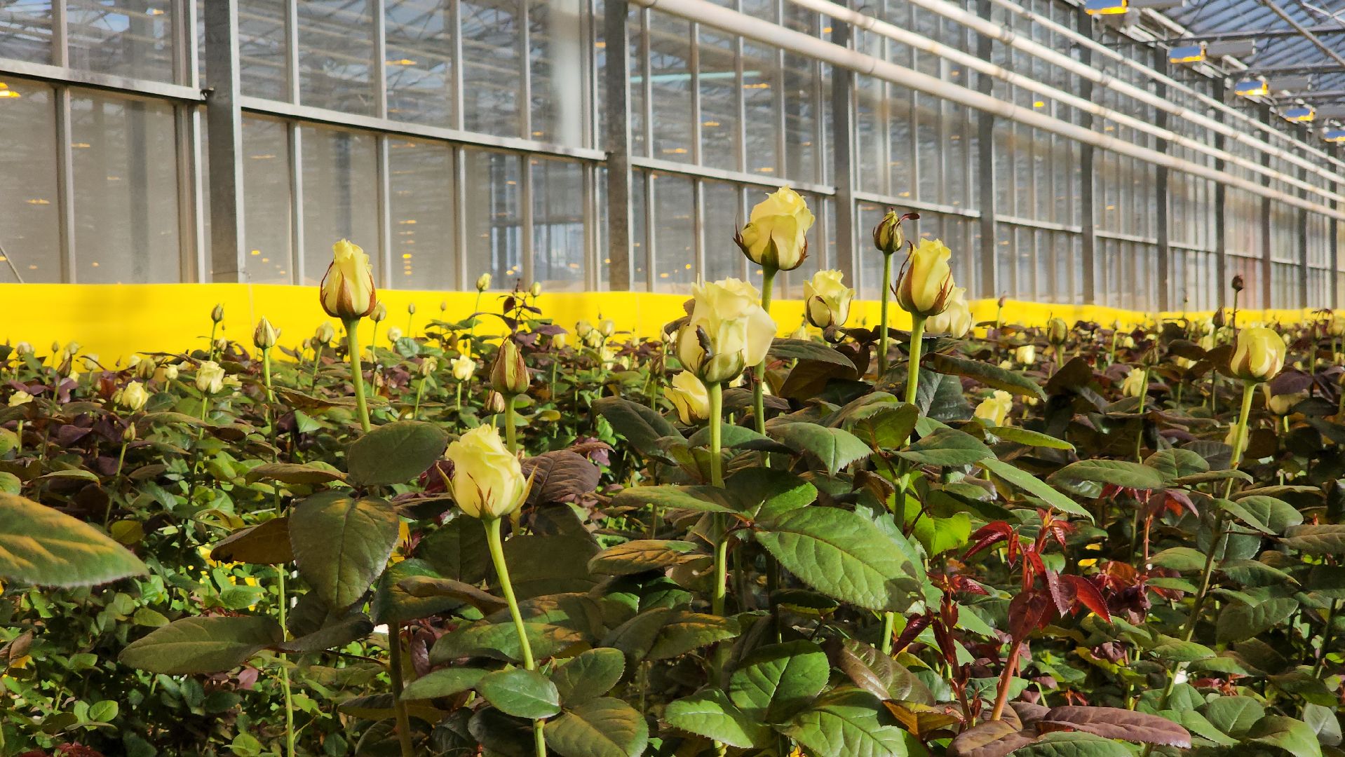 ступино, 8 марта, тепличный комплекс, экономика, вертикалки,