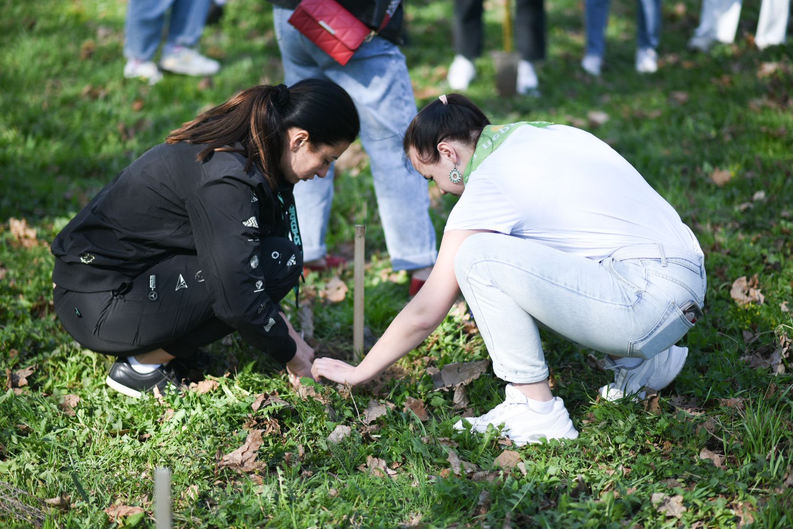 Бронницы, деревья, юбилей