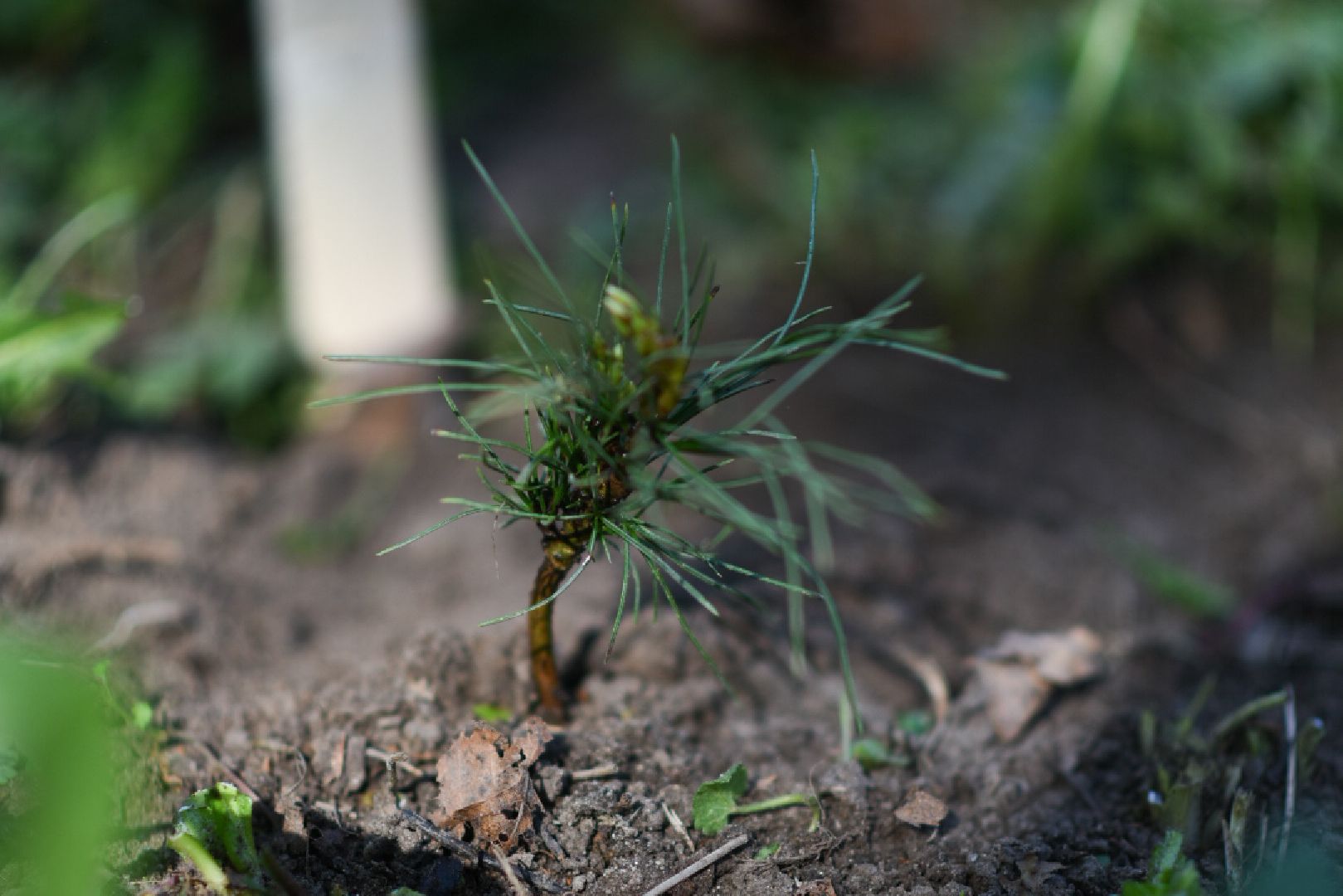 Бронницы, деревья, юбилей