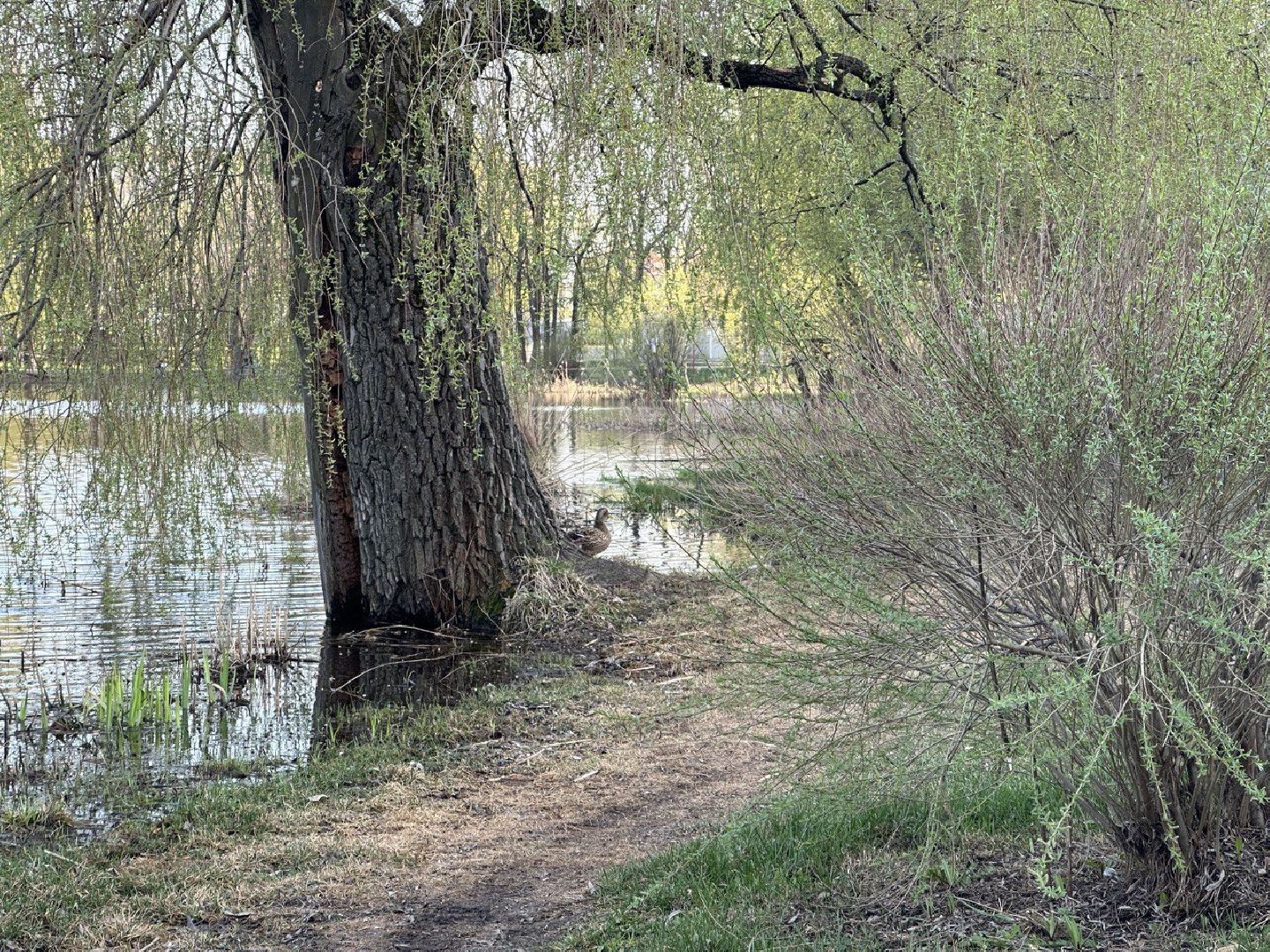 Реутов, парк, вода, Фабричный пруд, обработка, клещи