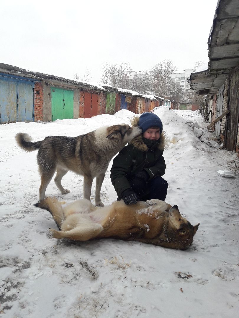 Рузский городской округ, выгул собак, животные, площадки для собак, добродел, голосование