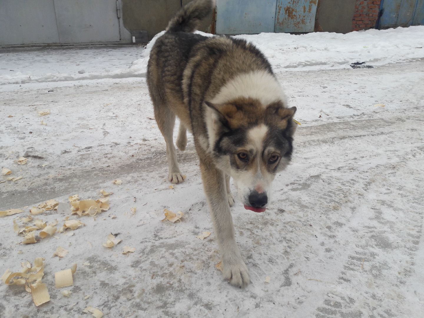 Рузский городской округ, выгул собак, животные, площадки для собак, добродел, голосование