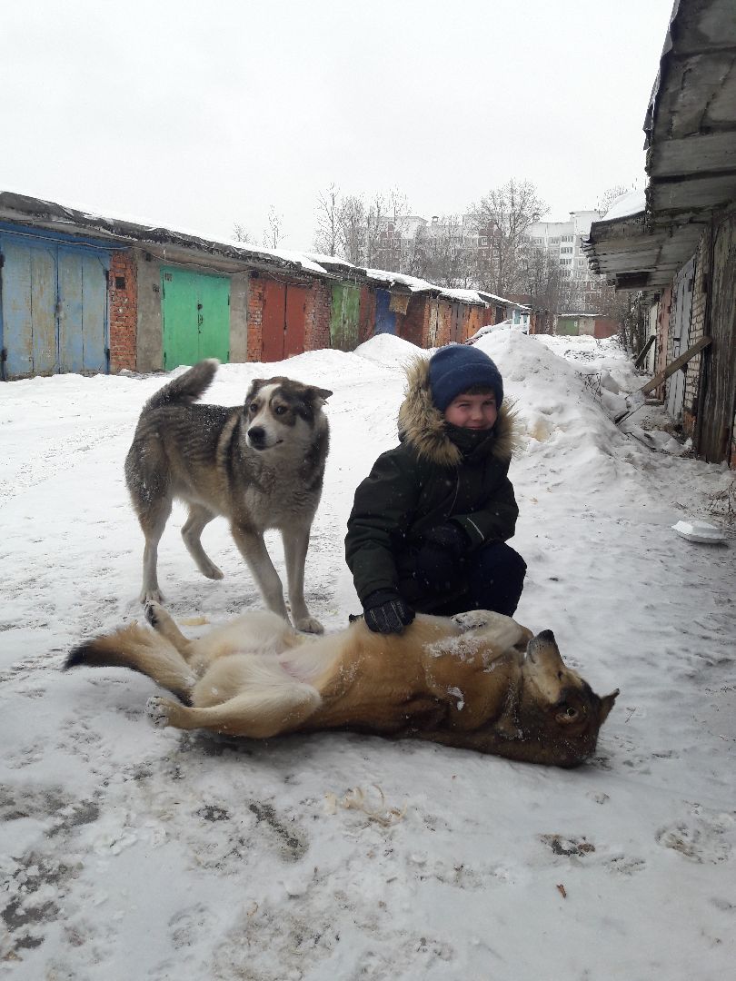 Рузский городской округ, выгул собак, животные, площадки для собак, добродел, голосование