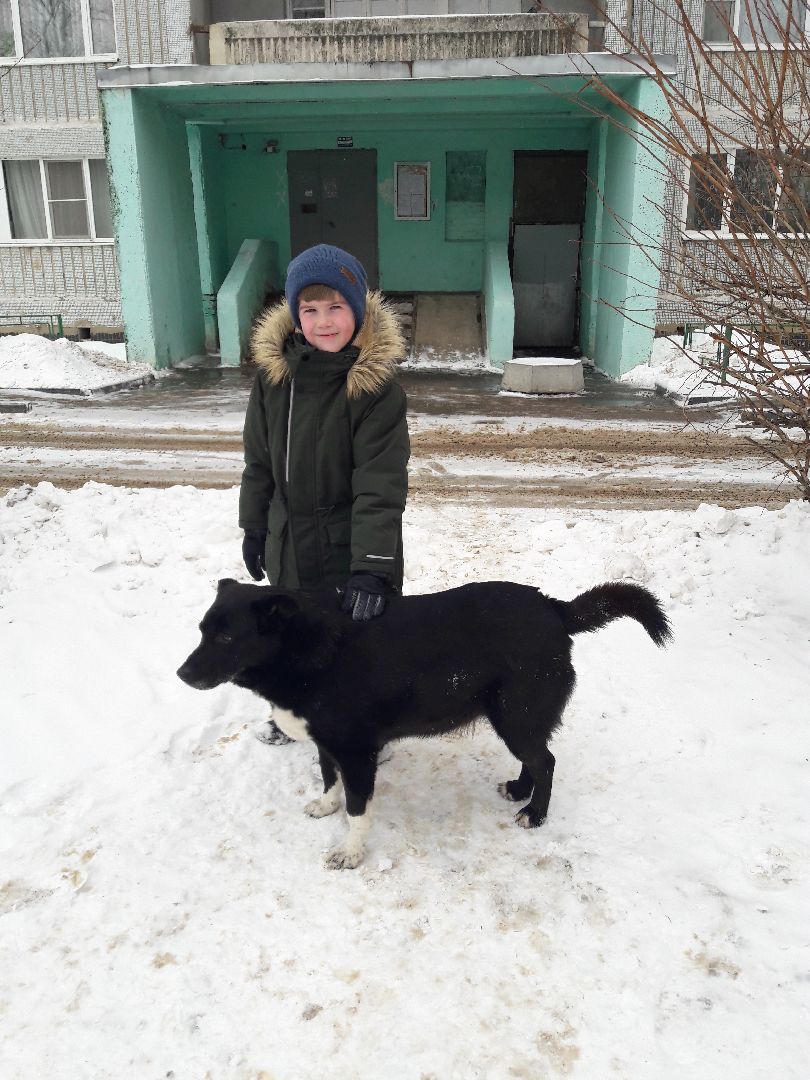 Рузский городской округ, выгул собак, животные, площадки для собак, добродел, голосование