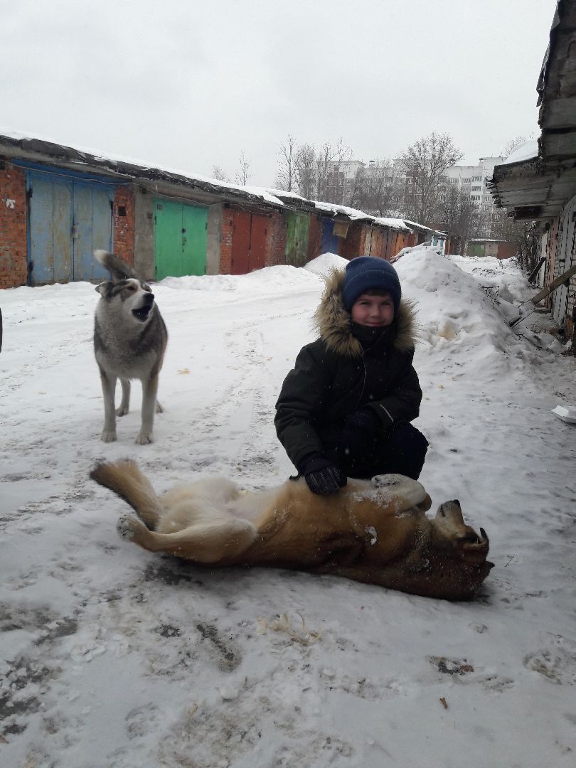 Рузский городской округ, выгул собак, животные, площадки для собак, добродел, голосование