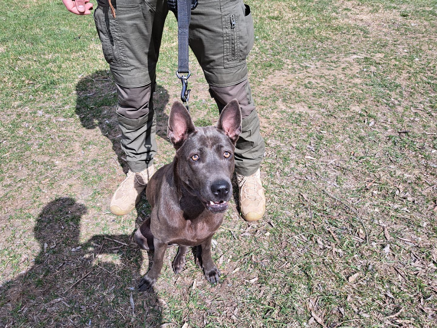 Рузский городской округ, выгул собак, животные, площадки для собак, добродел, голосование