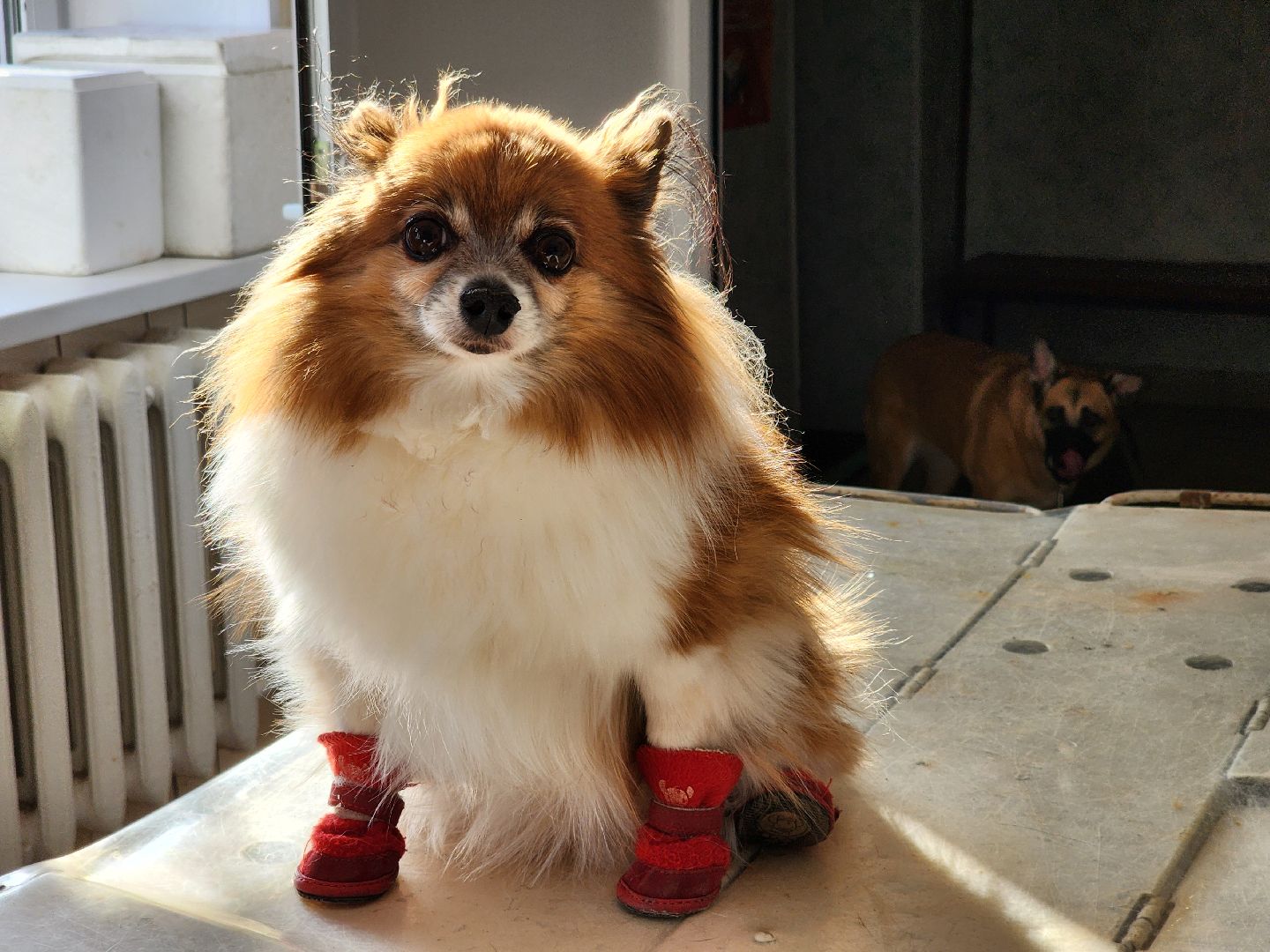 Луховицы, Регистрация собак, вертикалки