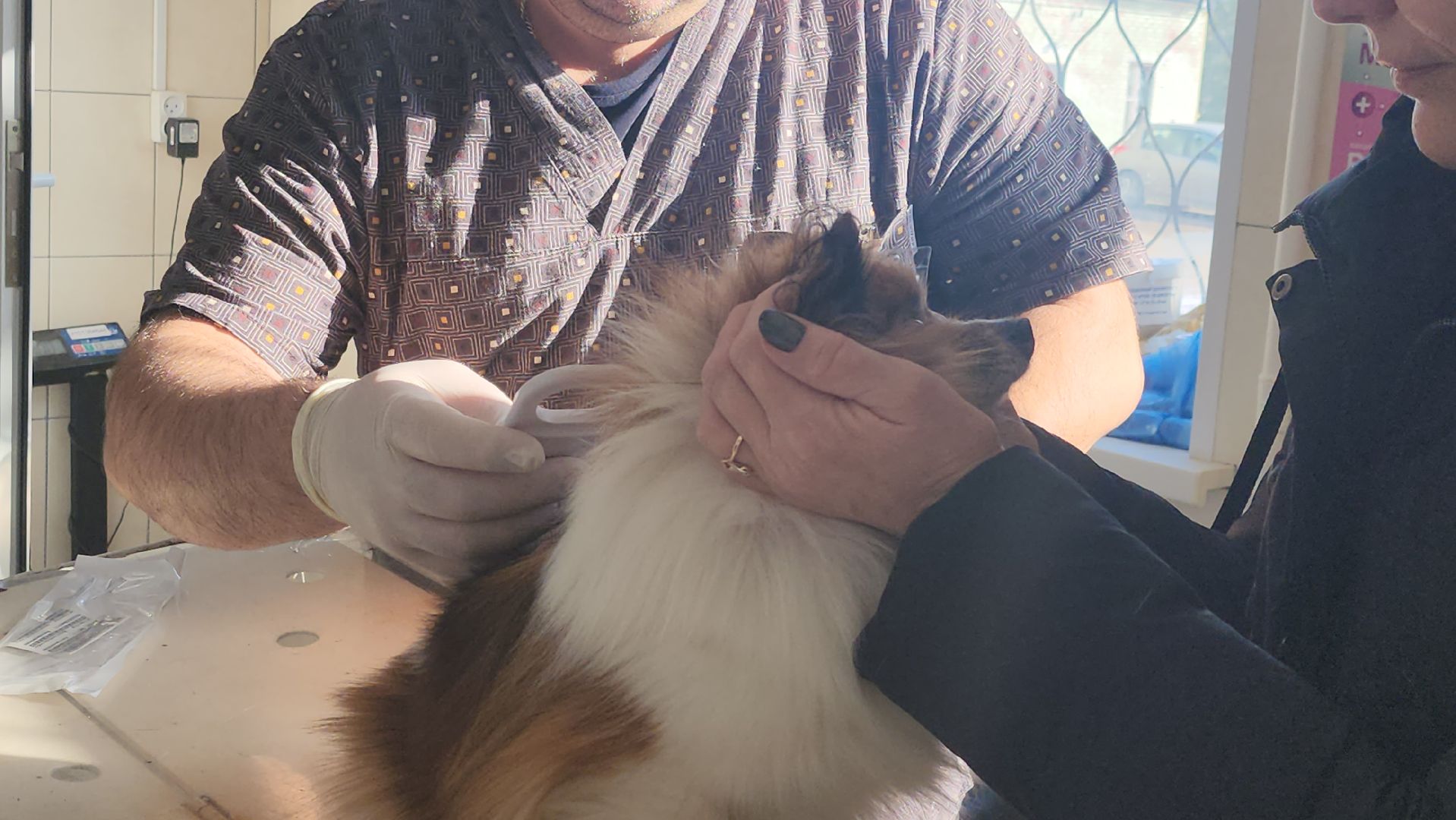 Луховицы, Регистрация собак, вертикалки